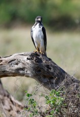 MMI-©-Mourad-Mokrani-Safari-61