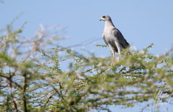 MMI-©-Mourad-Mokrani-Safari-62