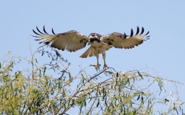 MMI-©-Mourad-Mokrani-Safari-63