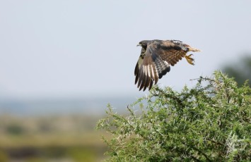 MMI-©-Mourad-Mokrani-Safari-64