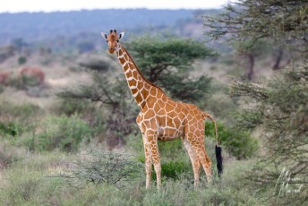 MMI-©-Mourad-Mokrani-Safari-65