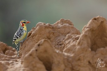 MMI-©-Mourad-Mokrani-Safari-66