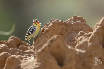 MMI-©-Mourad-Mokrani-Safari-67