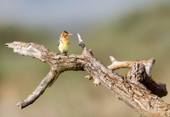 MMI-©-Mourad-Mokrani-Safari-68