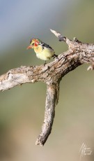 MMI-©-Mourad-Mokrani-Safari-69