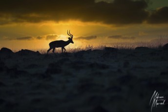 MMI-©-Mourad-Mokrani-Safari-7