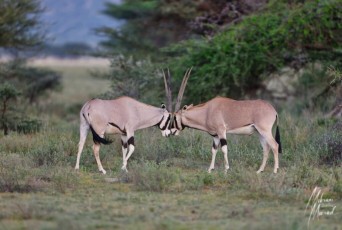 MMI-©-Mourad-Mokrani-Safari-70