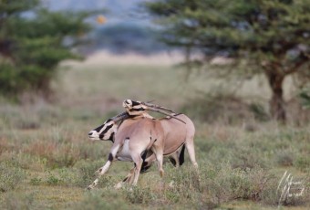 MMI-©-Mourad-Mokrani-Safari-71