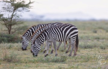 MMI-©-Mourad-Mokrani-Safari-72