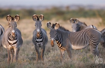 MMI-©-Mourad-Mokrani-Safari-73