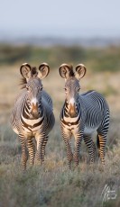 MMI-©-Mourad-Mokrani-Safari-74