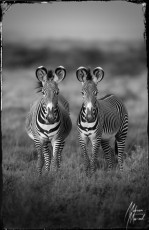 MMI-©-Mourad-Mokrani-Safari-76