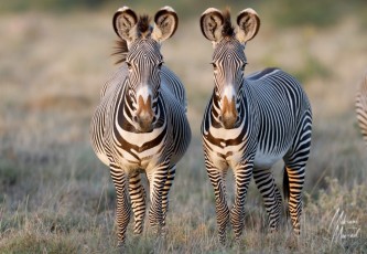 MMI-©-Mourad-Mokrani-Safari-77