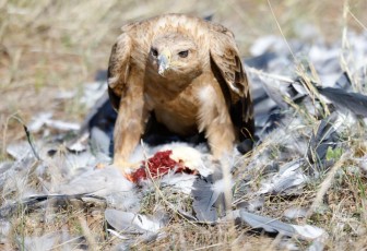 MMI-©-Mourad-Mokrani-Safari-78