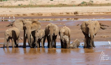 MMI-©-Mourad-Mokrani-Safari-79