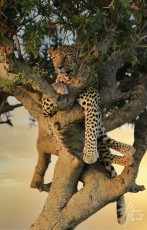 MMI-©-Mourad-Mokrani-Safari-8