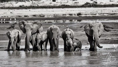 MMI-©-Mourad-Mokrani-Safari-80