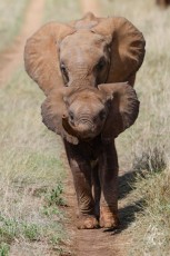 MMI-©-Mourad-Mokrani-Safari-81