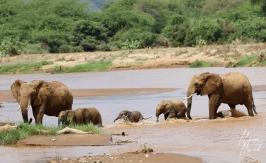 MMI-©-Mourad-Mokrani-Safari-83