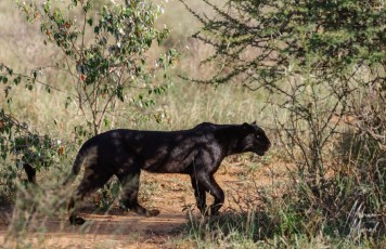 MMI-©-Mourad-Mokrani-Safari-84