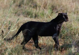 MMI-©-Mourad-Mokrani-Safari-85