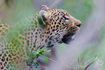 MMI-©-Mourad-Mokrani-Safari-87