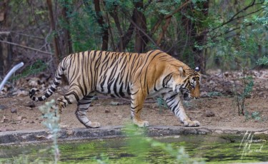 MMI-©-Mourad-Mokrani-Safari-88