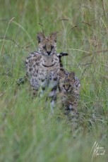 MMI-©-Mourad-Mokrani-Safari-9