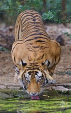 MMI-©-Mourad-Mokrani-Safari-90