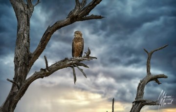 MMI-©-Mourad-Mokrani-Safari-91