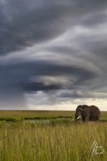 MMI-©-Mourad-Mokrani-Safari-92