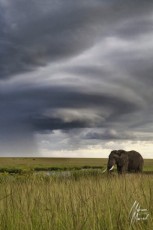 MMI-©-Mourad-Mokrani-Safari-93