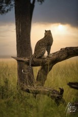 MMI-©-Mourad-Mokrani-Safari-95