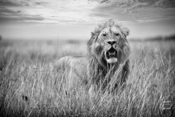 MMI-©-Mourad-Mokrani-Safari-96