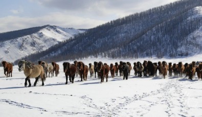 MMI-©-Mourad-Mokrani-Safari-98